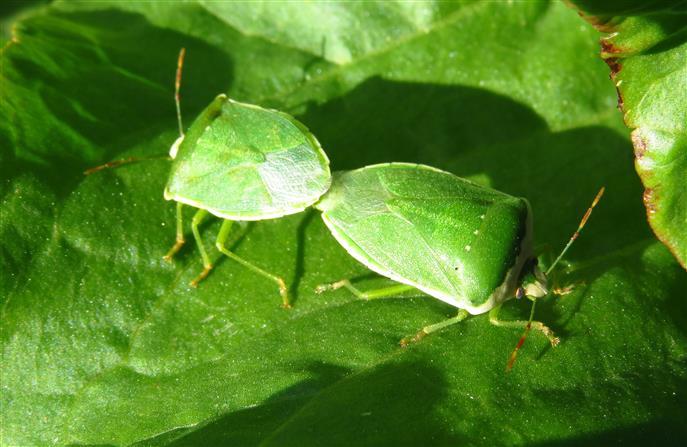 Pentatomidae:   Nezara viridula (forma torquata)